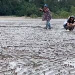 ตื่นตา กองทัพปูทหารนับล้าน หลากสีสัน โผล่อวดโฉมเต็มชายหาด อช.หาดเจ้าไหม