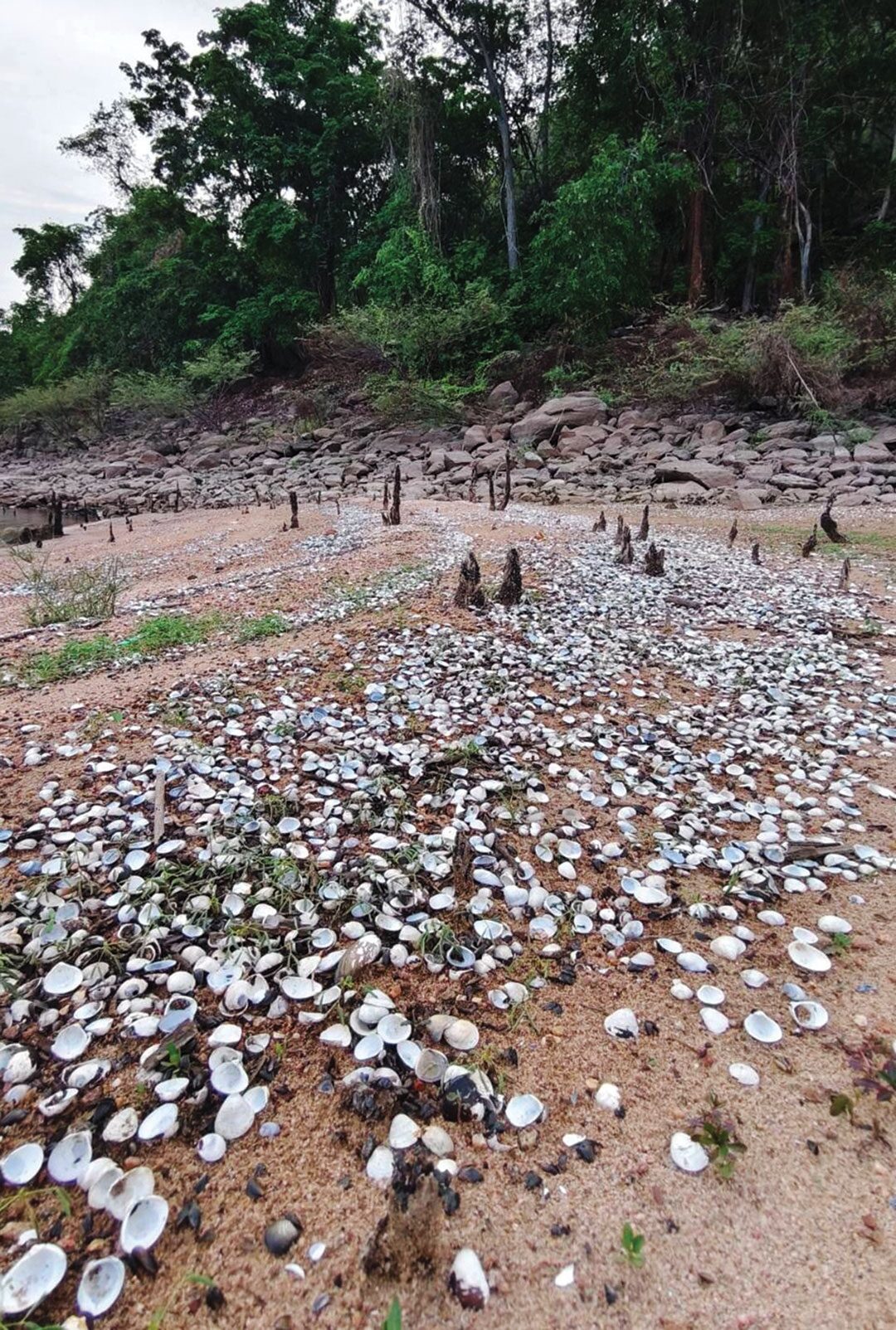 เพื่อนตัวเล็ก - อัศจรรย์สุสานหอยนับแสน หาดมูลบน จ.นครราชสีมา