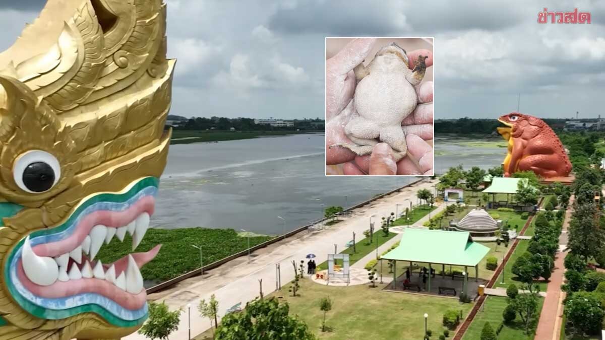 .เลขเด็ดพญาคันคาก ส่องเลขขึ้นชัด ลุ้นรับโชคใหญ่งวดต้นฝน เลขบั้งไฟก็มา.