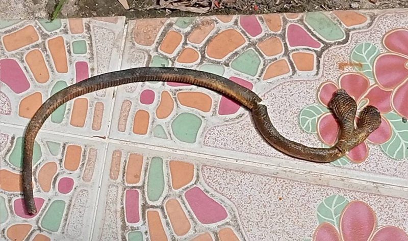 Family finds rare two-headed snake in Chiang Mai home | News by Thaiger