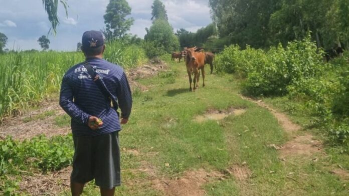 Moo-ving too fast: Biker killed in horror smash with herd of cows | News by Thaiger