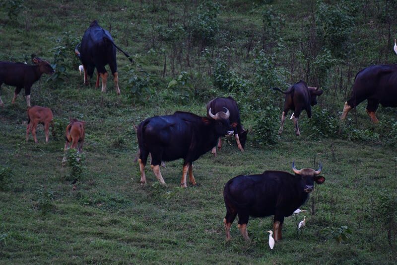 Rare wildlife captured in Kaeng Krachan National Park | News by Thaiger