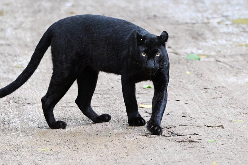 Rare wildlife captured in Kaeng Krachan National Park | News by Thaiger