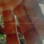 สยอง! ป่วยโรคประหลาด ชายวัย 59 ปี บุกป่าหาหน่อไม้ ผ่าน2วัน มีหนอนโผล่ตามร่างกาย อวัยวะเพศก็ไม่เว้น