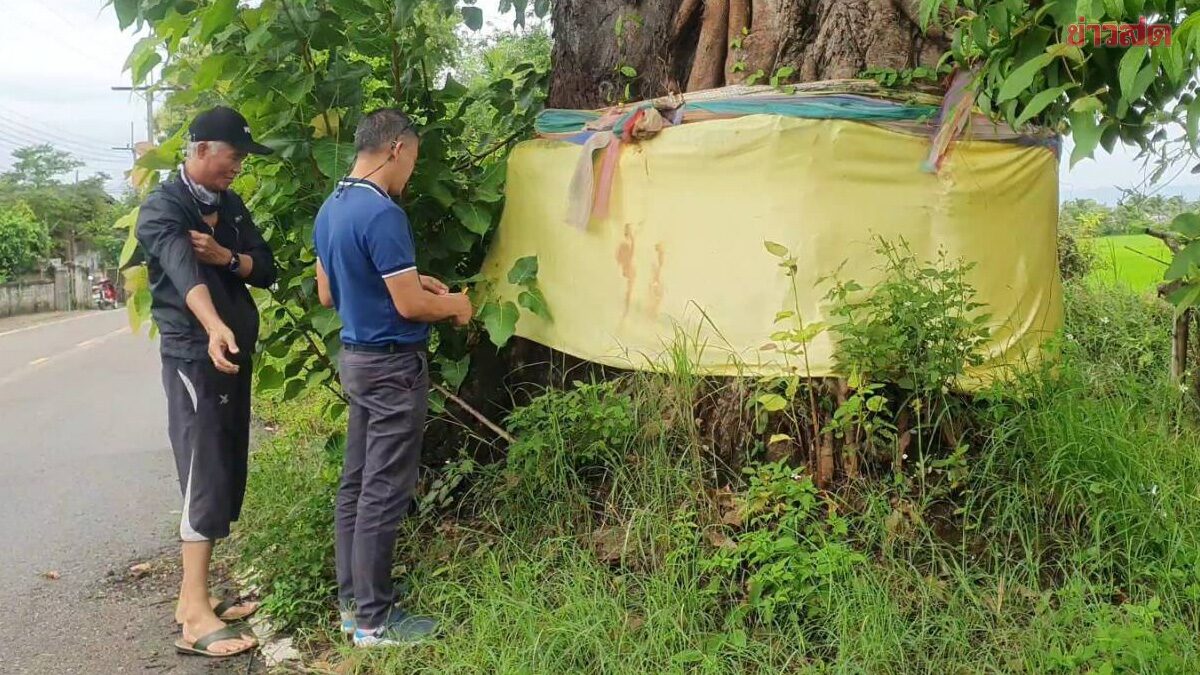 .แห่จุดธูปขอพร ต้นตะเคียนทอง อายุกว่า 100 ปี ส่องเห็นเลขเด็ดลุ้นโชค.