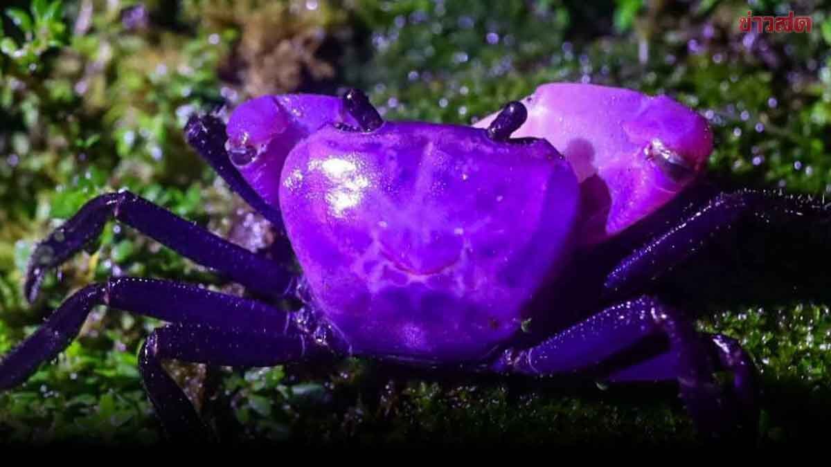 .เปิดภาพหายาก 'ปูเจ้าฟ้า'ปูน้ำตกสายพันธุ์หายาก อวดโฉมบนพะเนินทุ่ง.