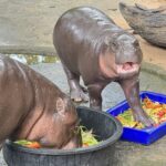 สวนสัตว์เปิดเขาเขียว ชวนร่วมกิจกรรม “Cook for Moodeng” ใกล้ชิดสัตว์ป่า เรียนรู้ดูแลน้องหมูเด้ง