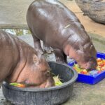 สวนสัตว์เปิดเขาเขียว ชวนร่วมกิจกรรม “Cook for Moodeng” ใกล้ชิดสัตว์ป่า เรียนรู้ดูแลน้องหมูเด้ง