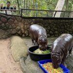 สวนสัตว์เปิดเขาเขียว ชวนร่วมกิจกรรม “Cook for Moodeng” ใกล้ชิดสัตว์ป่า เรียนรู้ดูแลน้องหมูเด้ง