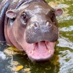 สวนสัตว์เปิดเขาเขียว จัดใหญ่ “ฉลองวันเกิดหมูเด้ง” อายุ 1 ขวบ เด็กเที่ยวฟรี 4 วันเต็ม