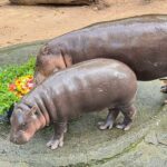 สวนสัตว์เปิดเขาเขียว จัดใหญ่ “ฉลองวันเกิดหมูเด้ง” อายุ 1 ขวบ เด็กเที่ยวฟรี 4 วันเต็ม