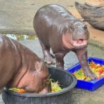 สวนสัตว์เปิดเขาเขียว จัดใหญ่ “ฉลองวันเกิดหมูเด้ง” อายุ 1 ขวบ เด็กเที่ยวฟรี 4 วันเต็ม