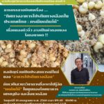 พบกับเรื่องราวที่ไม่เล็กของมดไทย…เปิดตัว “แมลงมัน” ครบวงจรครั้งแรก