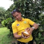 กระท้อนคลองน้อย สินค้า GI ลำดับ 7 สุราษฎร์ธานี หนึ่งปีมีให้ชิม2เดือนลูกค้าแห่จอง