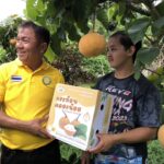กระท้อนคลองน้อย สินค้า GI ลำดับ 7 สุราษฎร์ธานี หนึ่งปีมีให้ชิม2เดือนลูกค้าแห่จอง