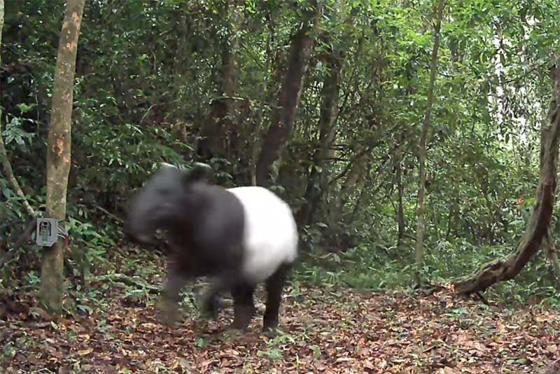 Rare wildlife captured in Kaeng Krachan National Park | News by Thaiger