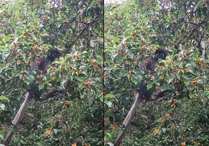 Rare wildlife captured in Kaeng Krachan National Park | News by Thaiger