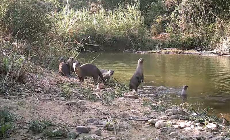 Rare wildlife captured in Kaeng Krachan National Park | News by Thaiger