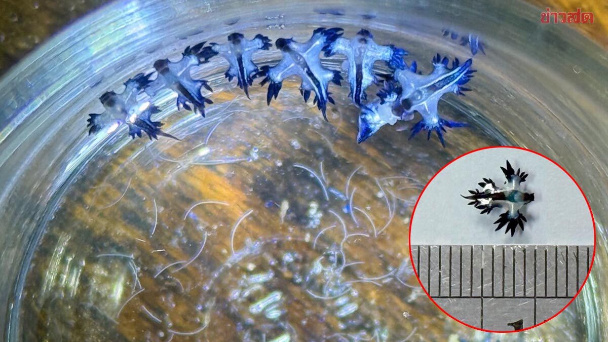 .กรมทะเล เตือน! ห้ามจับเล่น มังกรทะเลสีน้ำเงิน-แมงกะพรุน พิษร้ายแรง โผล่ภูเก็ต.