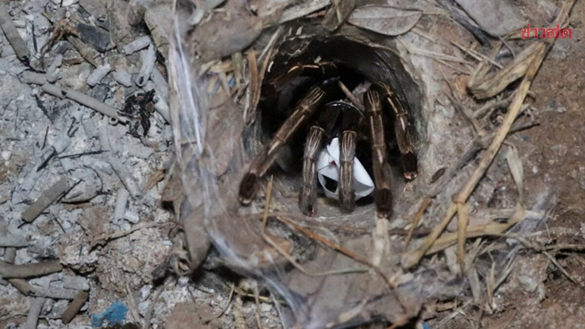 .รอยันค่ำ! ไม่ผิดหวัง เลขเสี่ยงทาย พญาบึ้ง จุดธูปขอหวย คีบออกมาให้ 2-3 ตัวตรงๆ.