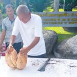 สวนนงนุชฯ ปลอก 'มะพร้าวทะเล' หายาก พบเมล็ดมูลค่าทะลุล้านบาท 
