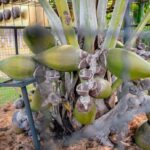 สวนนงนุชฯ ปลอก 'มะพร้าวทะเล' หายาก พบเมล็ดมูลค่าทะลุล้านบาท 