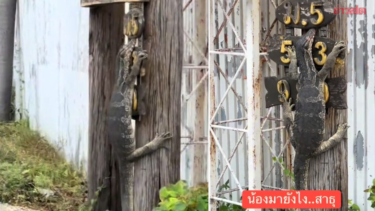 .ชาวเน็ตตาลุกวาว ตัวเงินตัวทองปีนเกาะป้ายบ้านเลขที่ แต่ดันเอาขาไปปิด ต้องตีเลขกันวุ่นวาย.