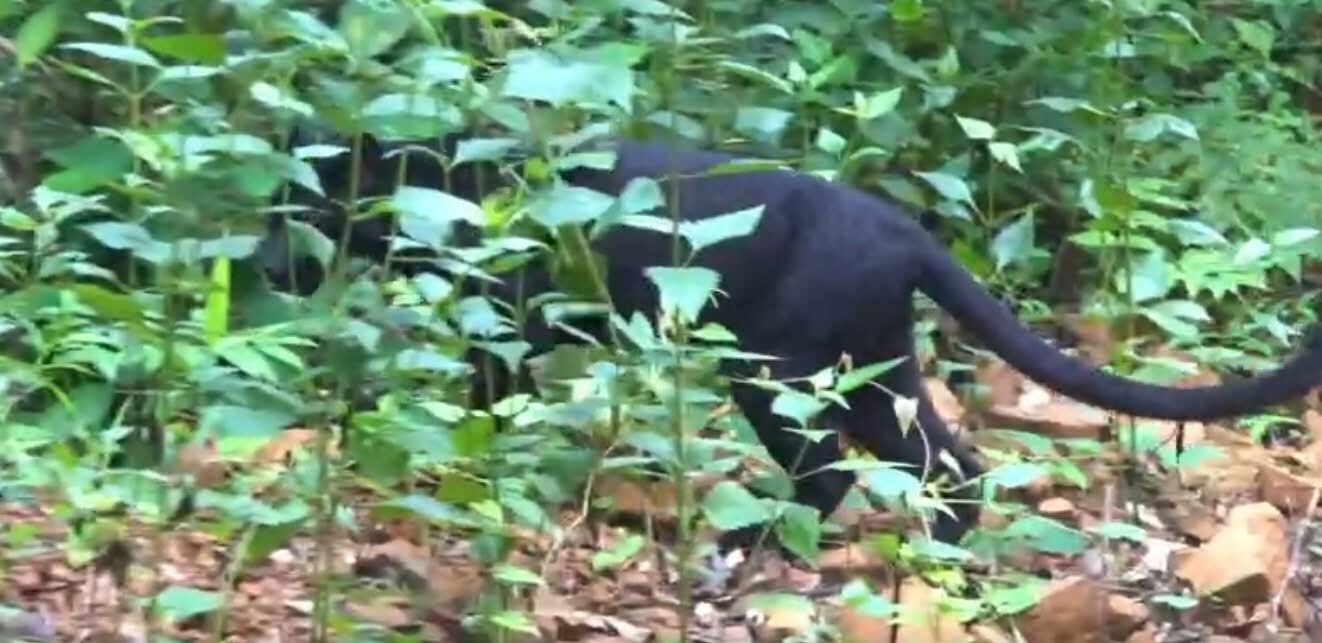 Black panther delight as it strolls through Kaeng Krachan park | News by Thaiger