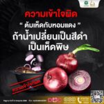 ช่วงหน้าฝน สธ. เตือนภัย 'เห็ดพิษ' ย้ำ 'ไม่รู้จัก ไม่แน่ใจ ไม่เก็บ ไม่กิน' ห่วงเสียชีวิต