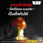 ช่วงหน้าฝน สธ. เตือนภัย 'เห็ดพิษ' ย้ำ 'ไม่รู้จัก ไม่แน่ใจ ไม่เก็บ ไม่กิน' ห่วงเสียชีวิต