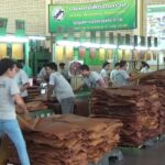 เศรษฐกิจทรุด! ราคายาง-ปาล์มตกต่ำ ฉุดรายได้วูบ เร่งรัฐอัดงบฯ ดันคนละครึ่ง-ฟื้นท่องเที่ยว 