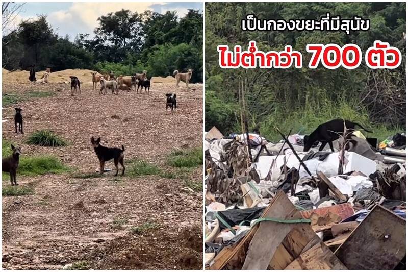 ปุ๊กลุก เลี้ยงข้าวหมาจร 700 ตัว ในวันเกิด อายุ 35