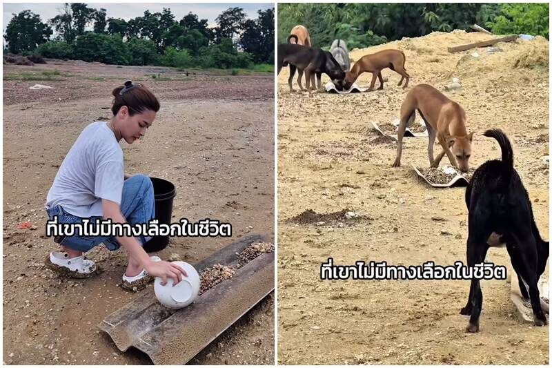 ปุ๊กลุก เลี้ยงข้าวหมาจร 700 ตัว ในวันเกิด อายุ 35