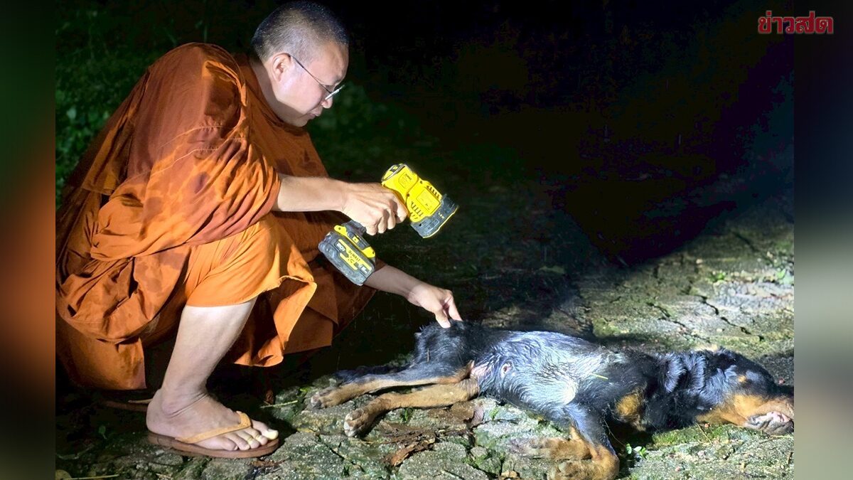 เร่งช่วยเหลือ 4 สุนัขร็อตไวเลอร์ถูกทิ้งกลางป่า พบหนึ่งในนั้นถูกยิงเจ็บสาหัส