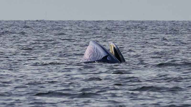 ฮือฮา วาฬบรูด้า แม่ลูก 3 ตัว โผล่เล่นน้ำใกล้หาดบางแสน นักท่องเที่ยวพากันตื่นเต้น