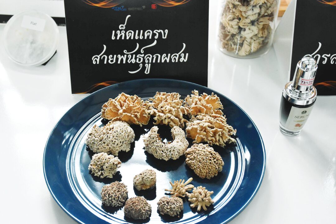 หลาก&หลาย - พัฒนา‘เห็ดแครงสายพันธุ์ใหม่’ ไบโอเทคโชว์ออกดอกเร็ว-ใหญ่-รสชาติดี