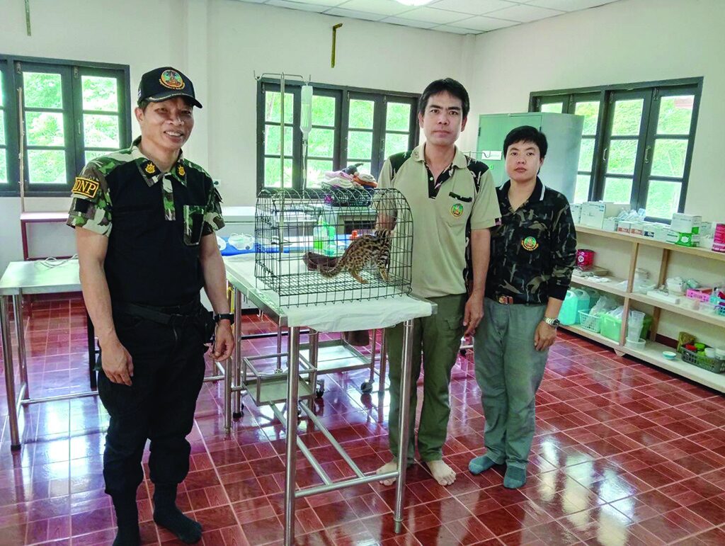 เพื่อนตัวเล็ก - ลูกแมวดาวพลัดหลง ลุ่มน้ำปายแม่ฮ่องสอน