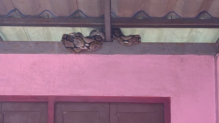 Python invades Thai home, elderly woman loses cat | News by Thaiger