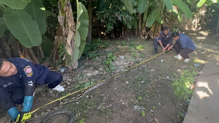 Python invades Thai home, elderly woman loses cat | News by Thaiger