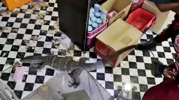 Monitor lizard crashes through ceiling at Ayutthaya beauty shop | News by Thaiger