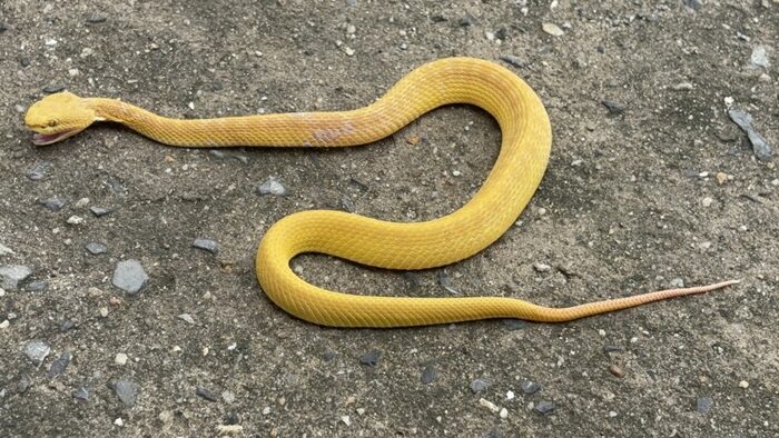 Golden green pit viper surprises after python sighting in Ang Thong | News by Thaiger