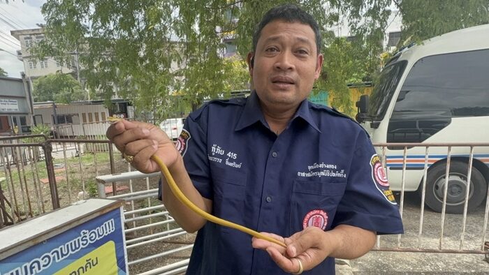Golden green pit viper surprises after python sighting in Ang Thong | News by Thaiger