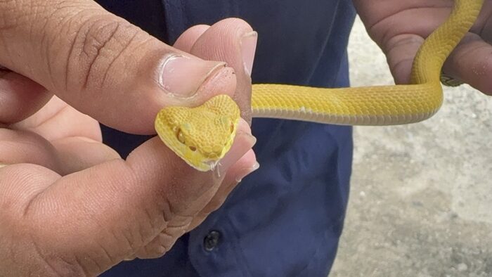 Golden green pit viper surprises after python sighting in Ang Thong | News by Thaiger