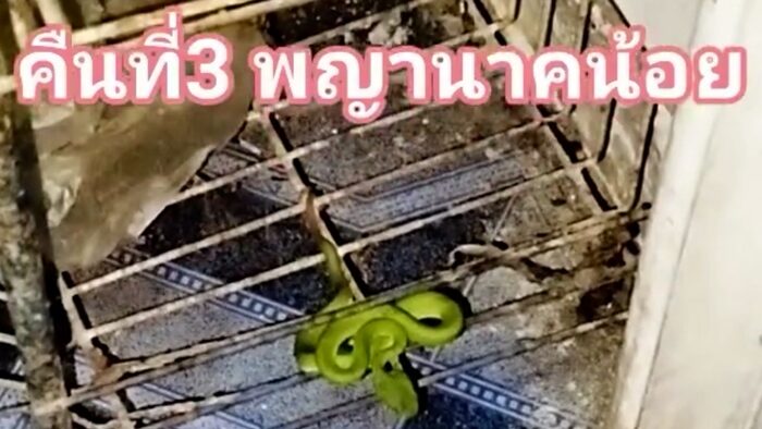 Snake at doorstep turns into fortune-telling sign for lucky numbers | News by Thaiger