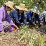 เปิดสัมมนา 'หญ้าแฝก' สนองพระราชดำริ เสริมองค์ความรู้ ขับเคลื่อนสู่เวทีนานาชาติ