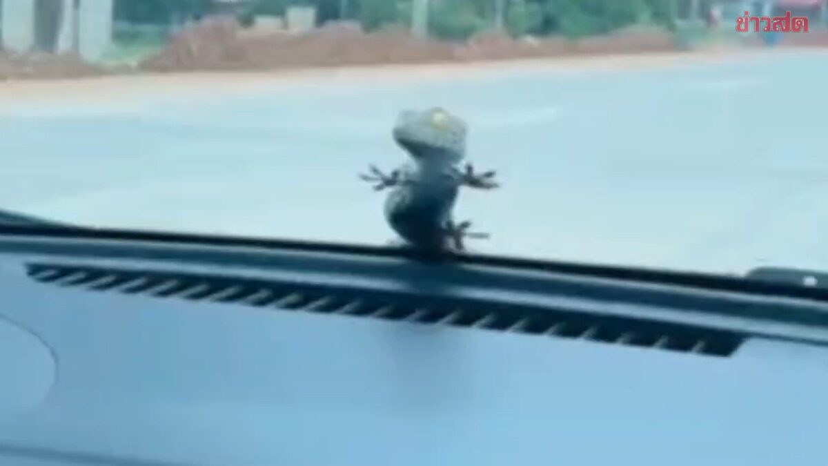 .ตุ๊กแก เกาะหน้ารถไม่ยอมหล่น เจ้าของเชื่อมาให้โชค คอหวยแห่ส่องทะเบียน.