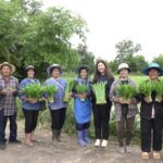 น้ำบาดาลเพื่อเกษตร 300 ไร่ เสริมแกร่งอาชีพปลูกเตยหอมช่วยเกษตรกรบ้านสร้างแป้นมีรายได้