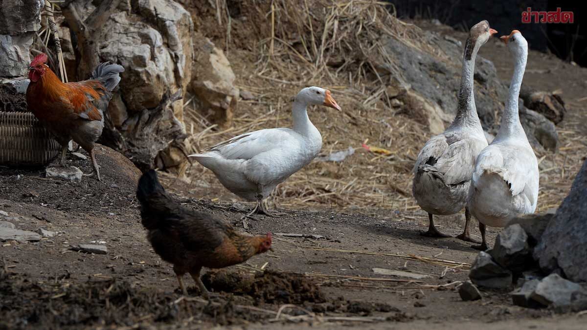 .รัฐบาล สั่งคุมเข้ม ไข้หวัดนก เหตุระบาดหนักในกัมพูชา ยกระดับป้องกัน-เฝ้าระวังสถานการณ์ใกล้ชิด.