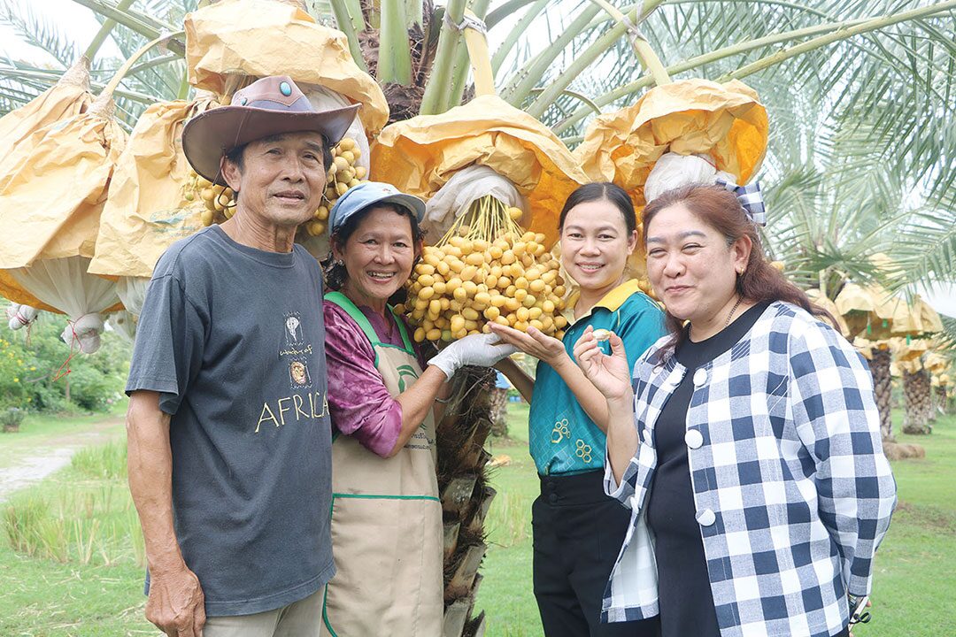 หลาก&หลาย - ชิมอินทผลัมเขาชะงุ้ม Date Palm ปิ๊งใส่ในข้าวผัดอเมริกัน-ก๋วยเตี๋ยว-ไอศกรีม
