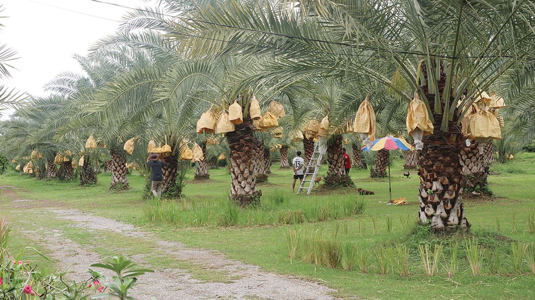 หลาก&หลาย - ชิมอินทผลัมเขาชะงุ้ม Date Palm ปิ๊งใส่ในข้าวผัดอเมริกัน-ก๋วยเตี๋ยว-ไอศกรีม